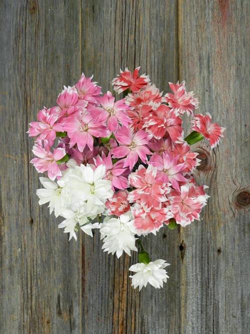 STAR DIANTHUS ASSORTED COLORS